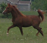 Stardust Dreamcatcher